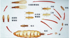 桂林白蚁防治公司提醒业主没见白蚁为什么还要做预防白蚁灭治白蚁